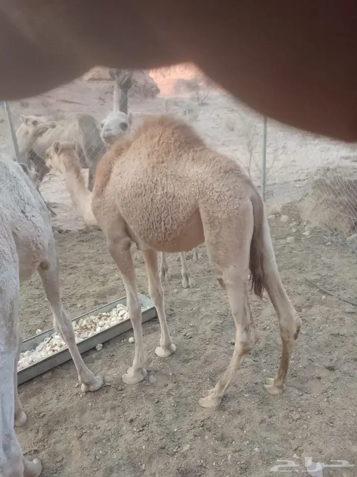 بكره للبيع 8-10 شهور مهجنه الاب حر والام خواره 1