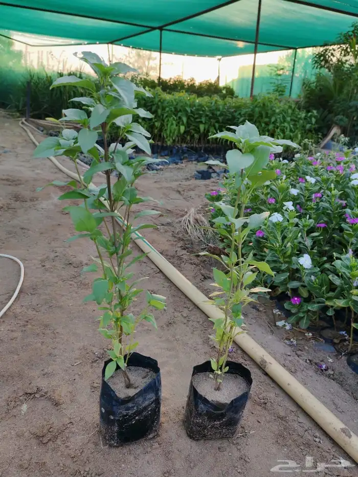 زراعه وحدائق 20