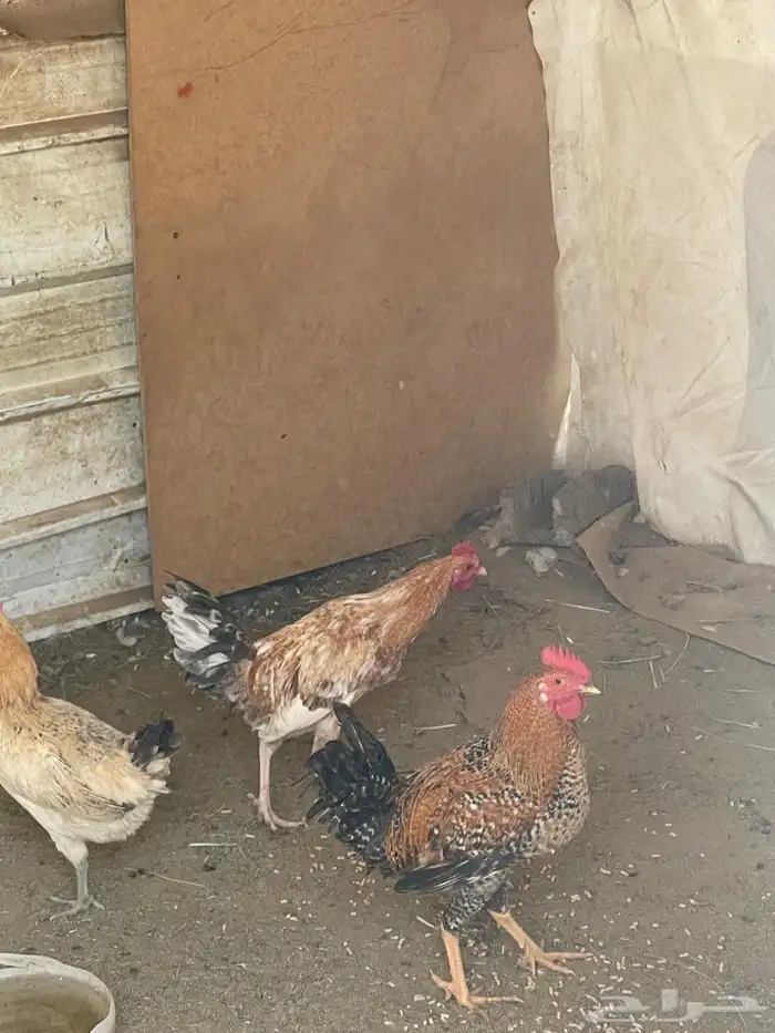 دجاج للبيع ديوك العدد13 2