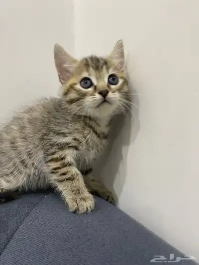 قطط للتبني index