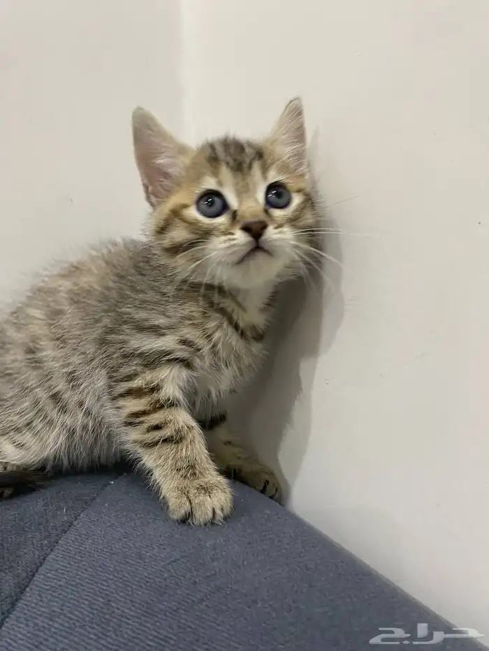 قطط للتبني 4