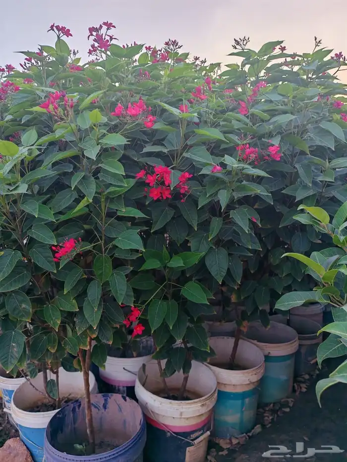 زراعه وحدائق 5