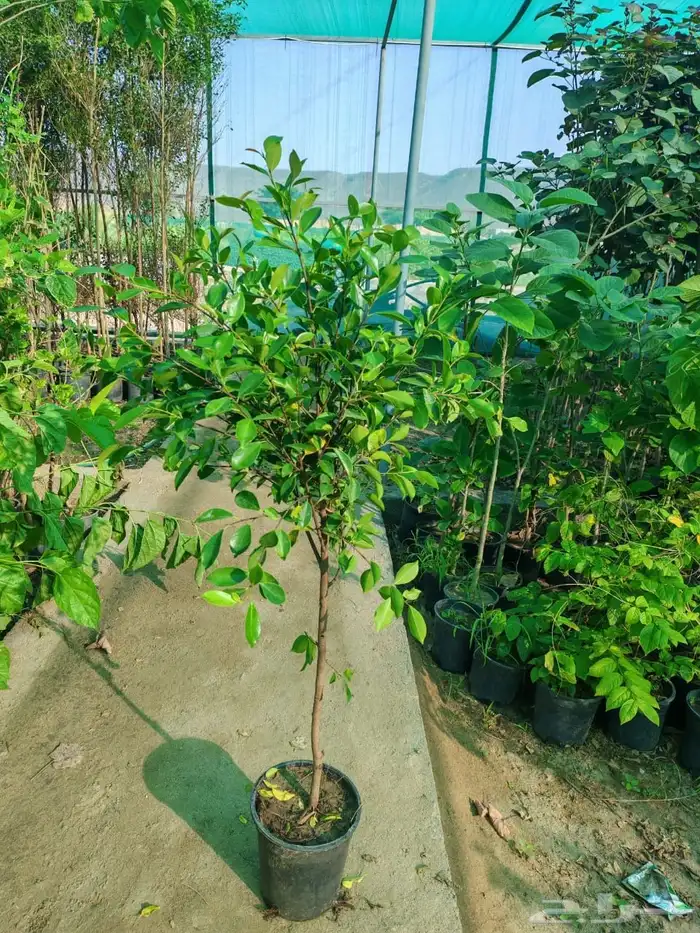 زراعه وحدائق 27