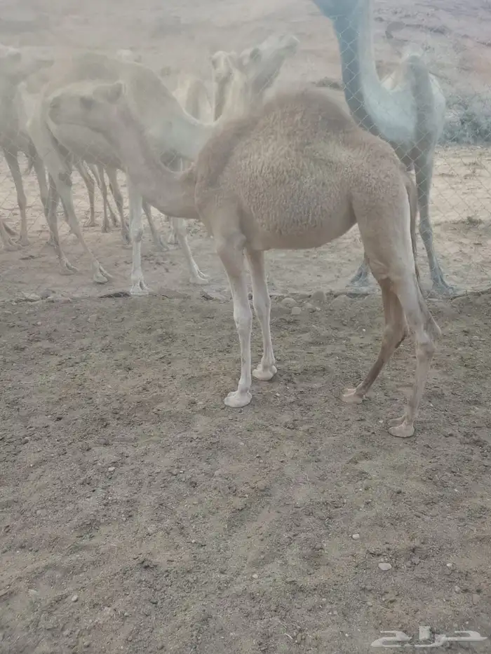 بكره للبيع 8-10 شهور مهجنه الاب حر والام خواره 2