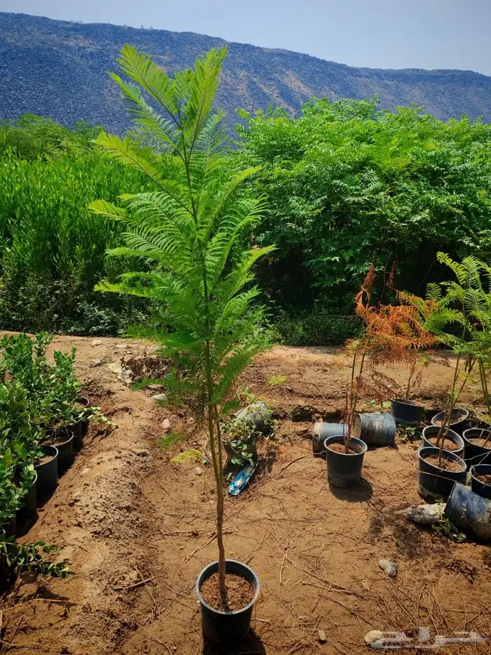 زراعه وحدائق 17