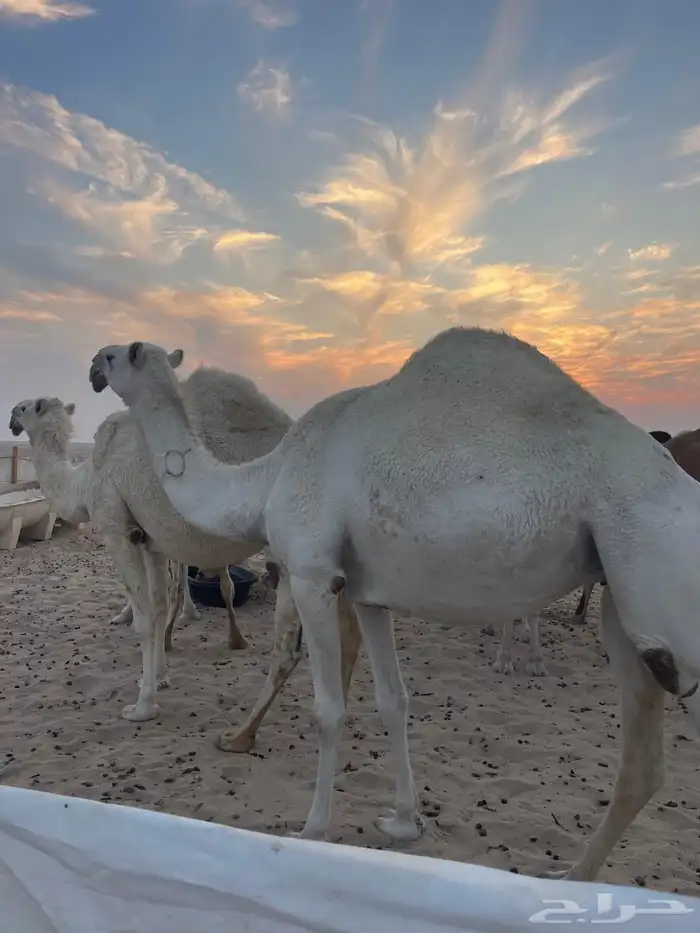 ناقه وضحا لقحه للبيع انباعت 1