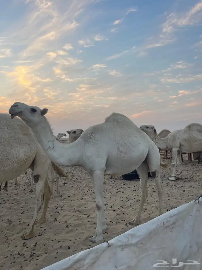 ناقه وضحا لقحه للبيع انباعت 0