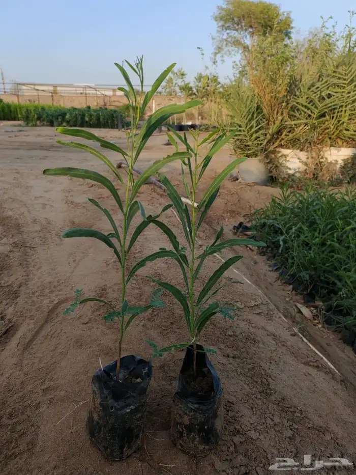 زراعه وحدائق 49