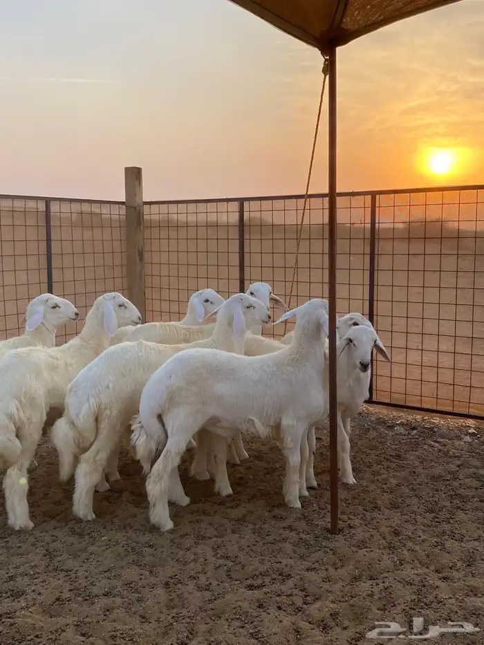 حلال بر نظيف مشروط على برسيم وشعير فقط 3