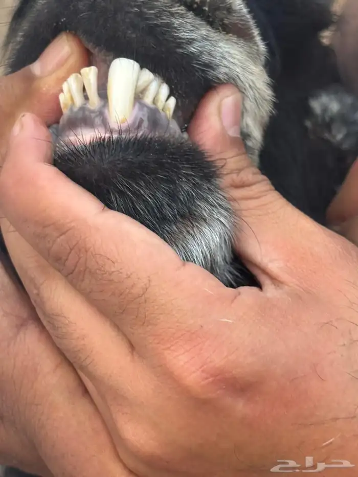 تيس عارضي خصم. تم البيع 3