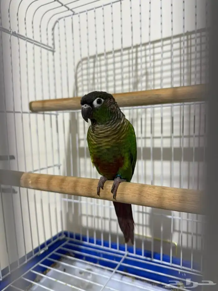 بيغاء كنيور 3