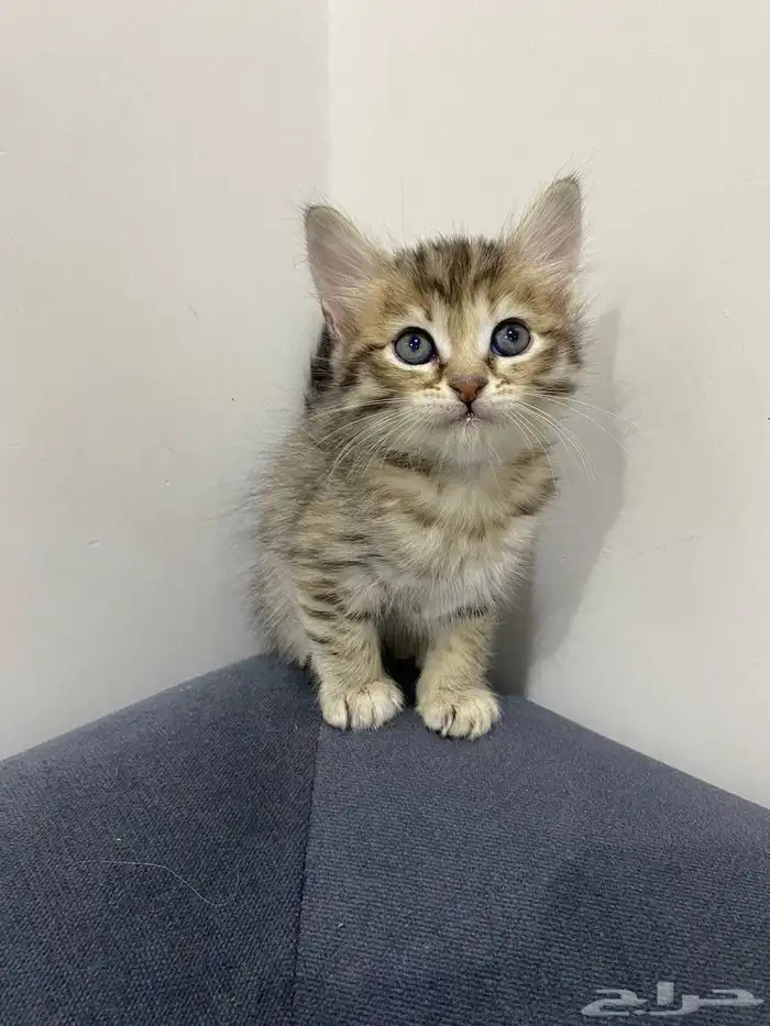 قطط للتبني 6