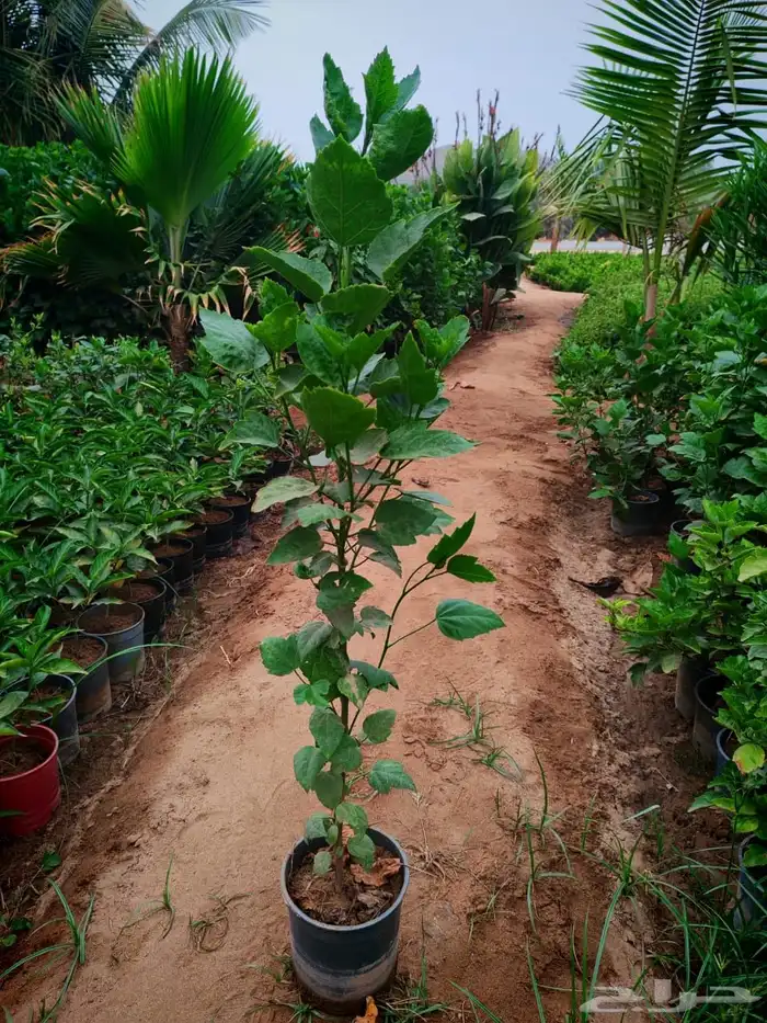 زراعه وحدائق 44