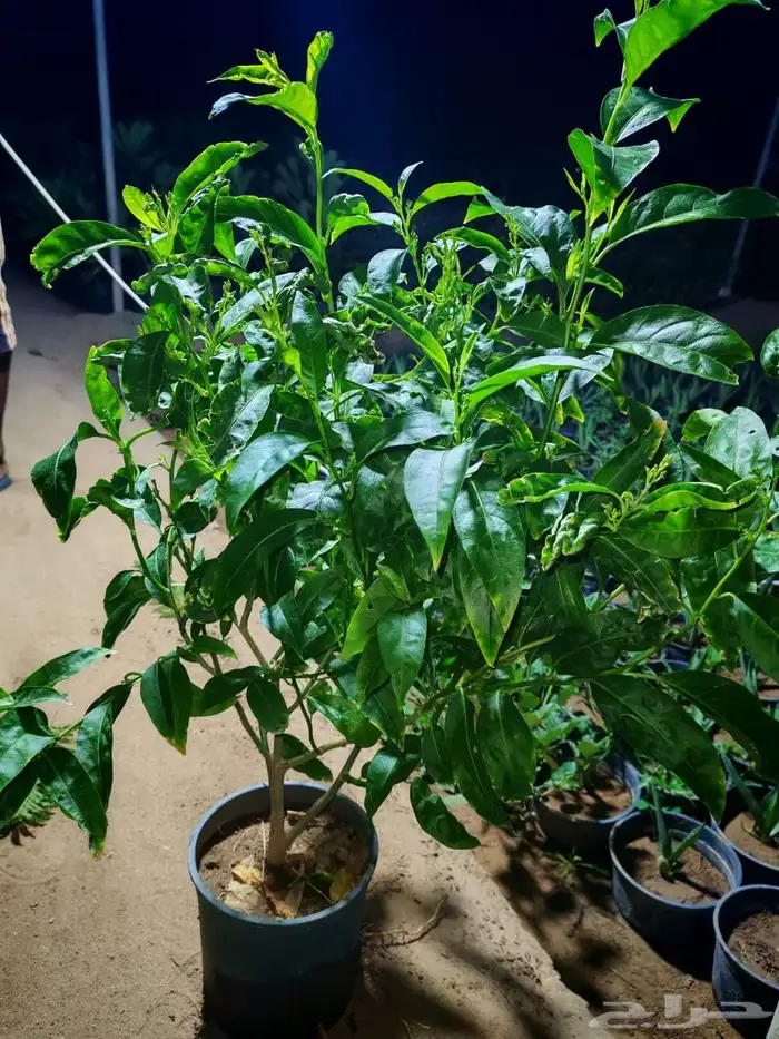 زراعه وحدائق 48