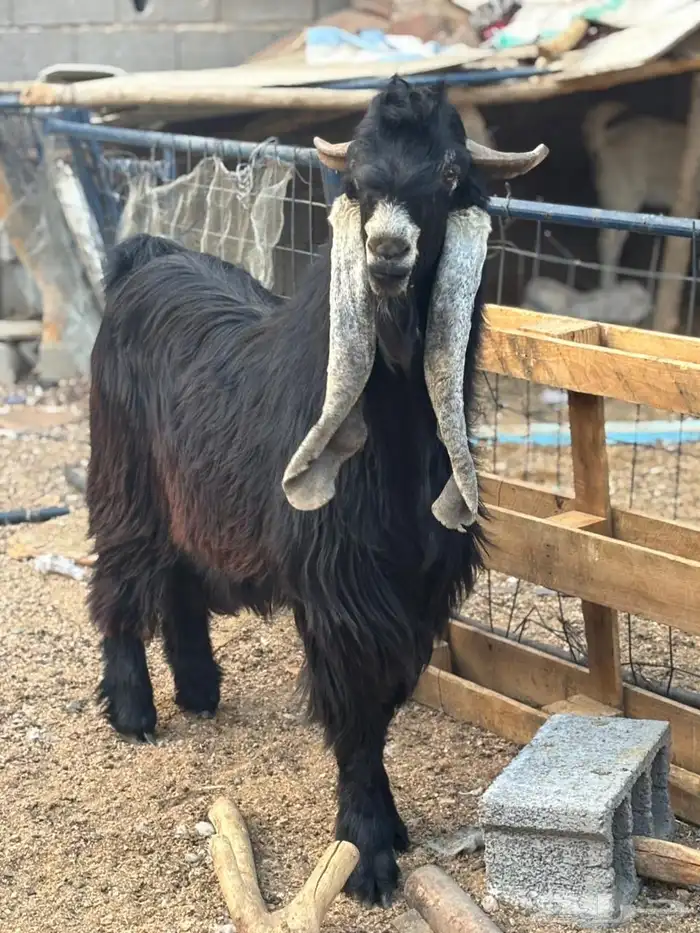 تيس عارضي خصم. تم البيع 1