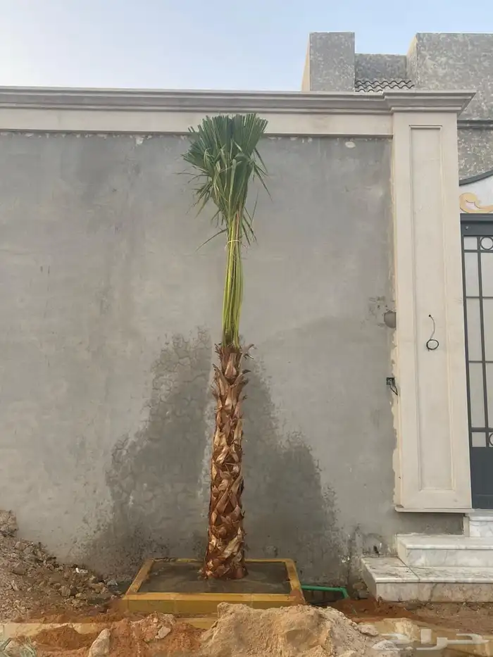 نخيل واشنطونيا للبيع 3