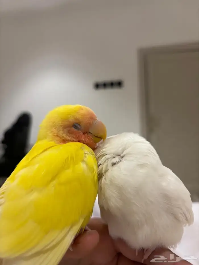 طير روز ضايع 0