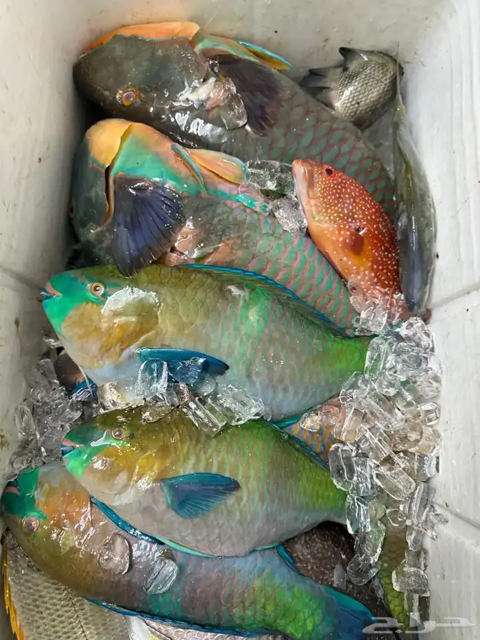 اسماك اليوم 10