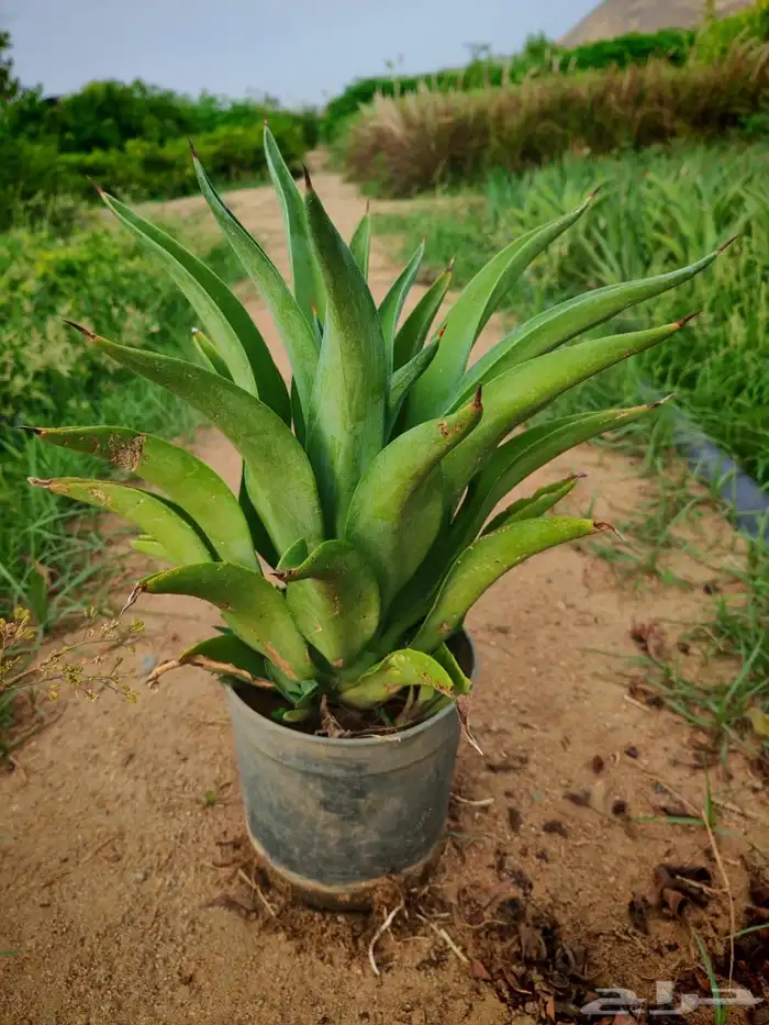 زراعه وحدائق 36