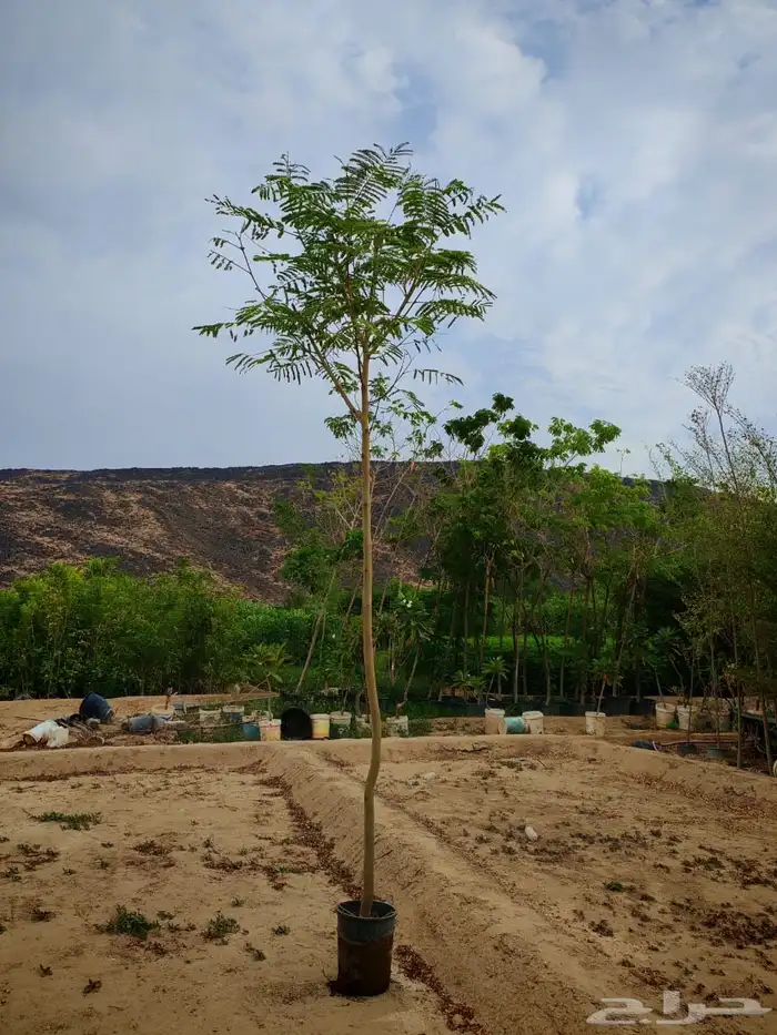 زراعه وحدائق 47