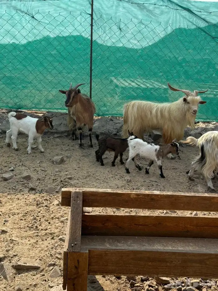 ماعز صيني 10