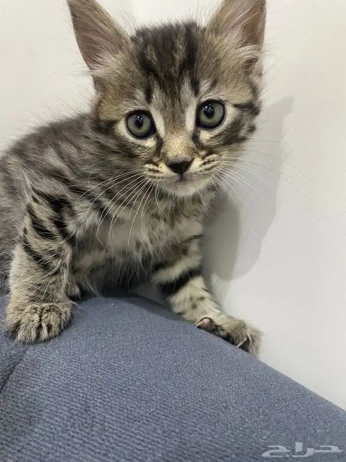قطط للتبني 2