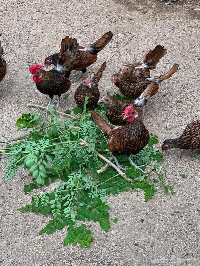 دجاج سبرايت نحاسي 1