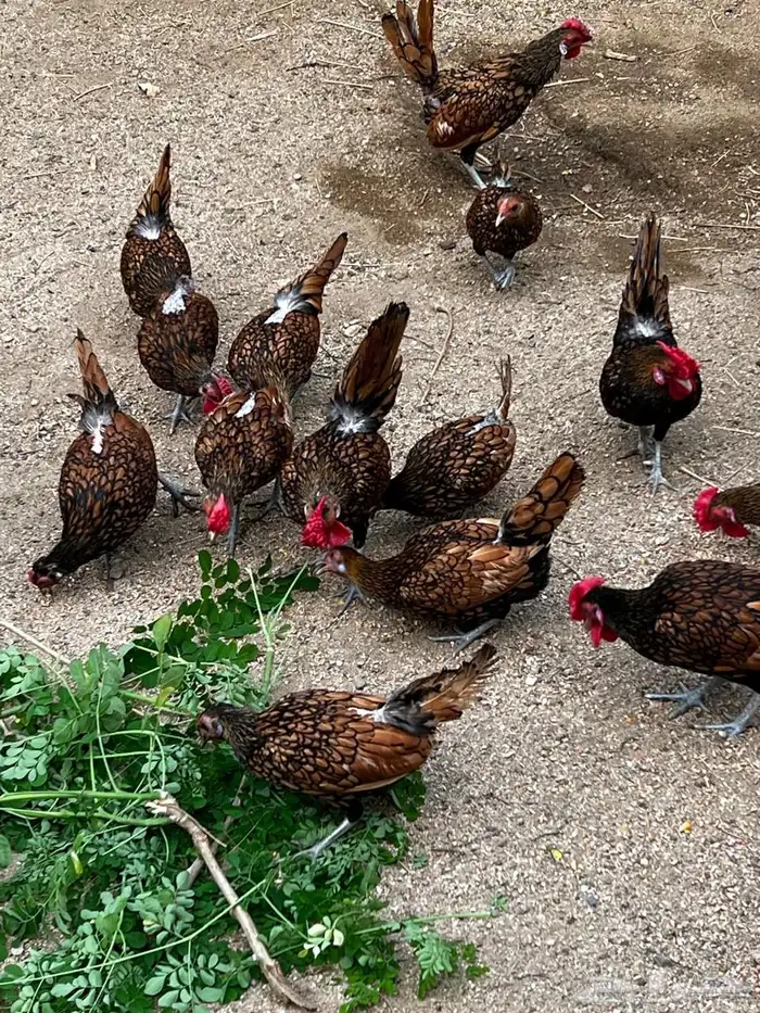 دجاج سبرايت نحاسي 3