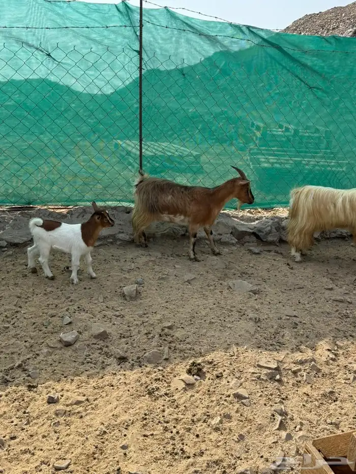 ماعز صيني 11