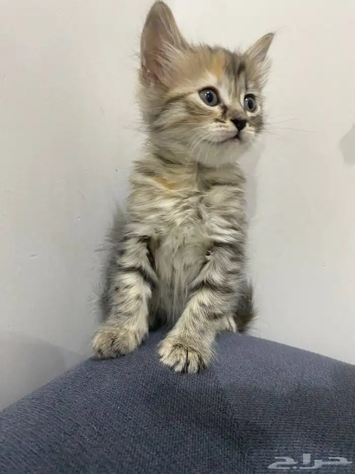 قطط للتبني 0