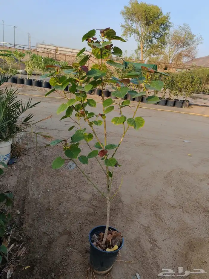 زراعه وحدائق 19