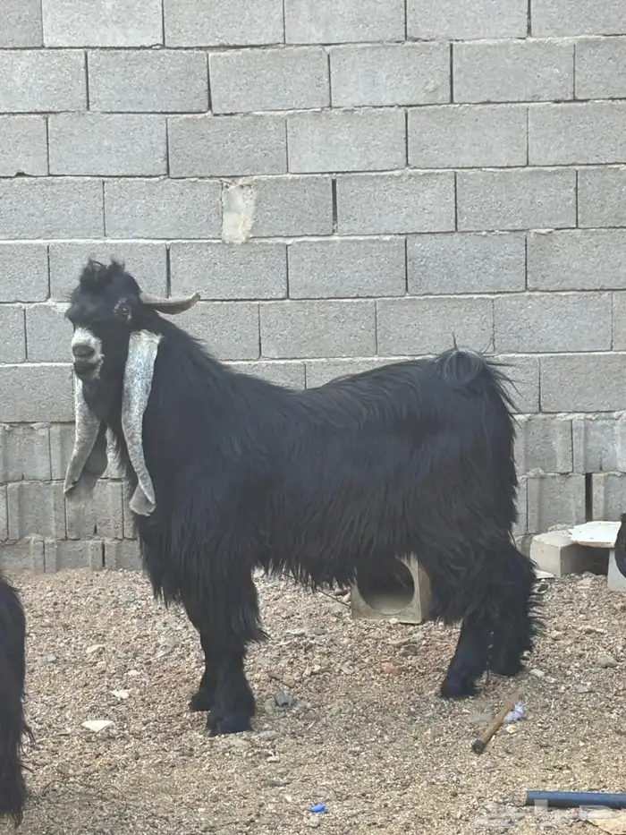 تيس عارضي خصم. تم البيع 2