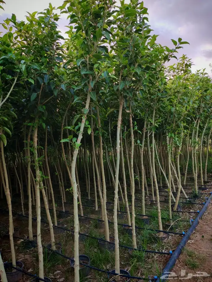 زراعه وحدائق 28