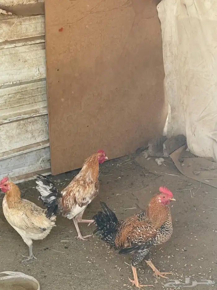 دجاج للبيع ديوك العدد13 1