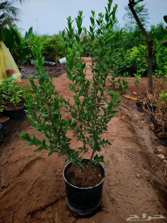 زراعه وحدائق 45