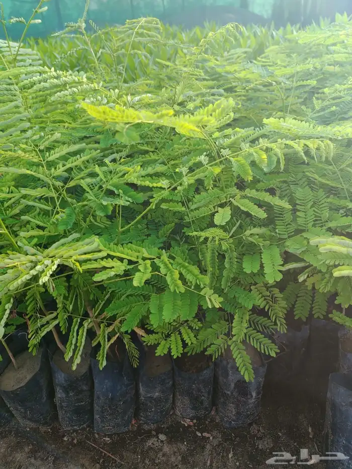 زراعه وحدائق 42