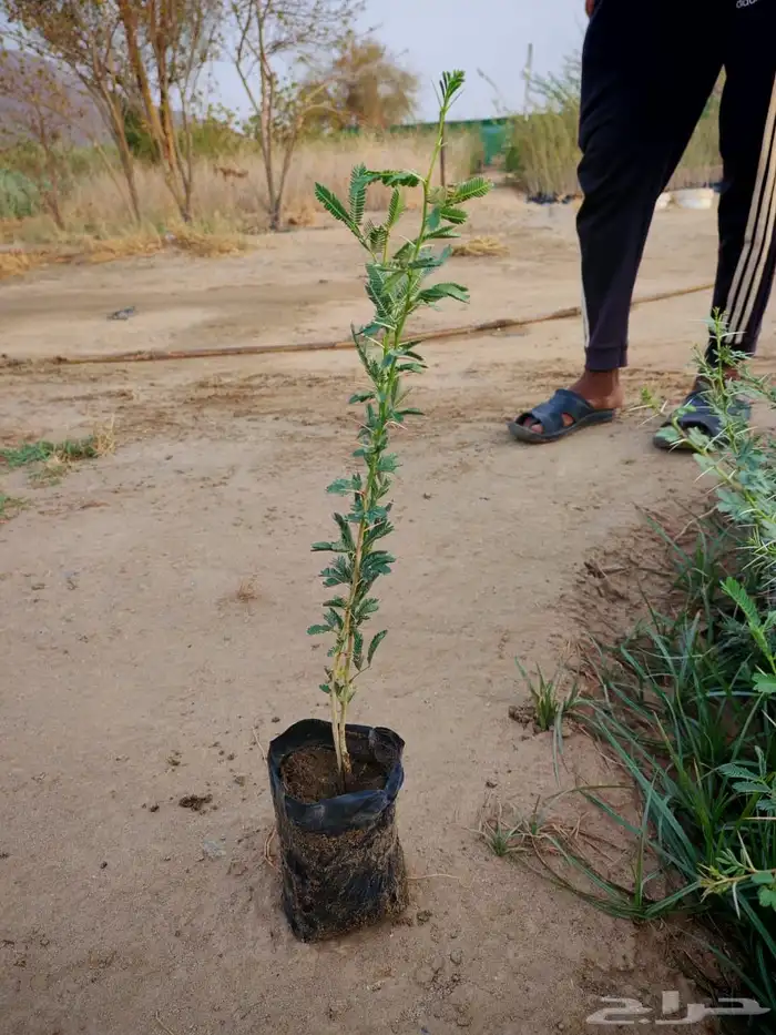 زراعه وحدائق 55