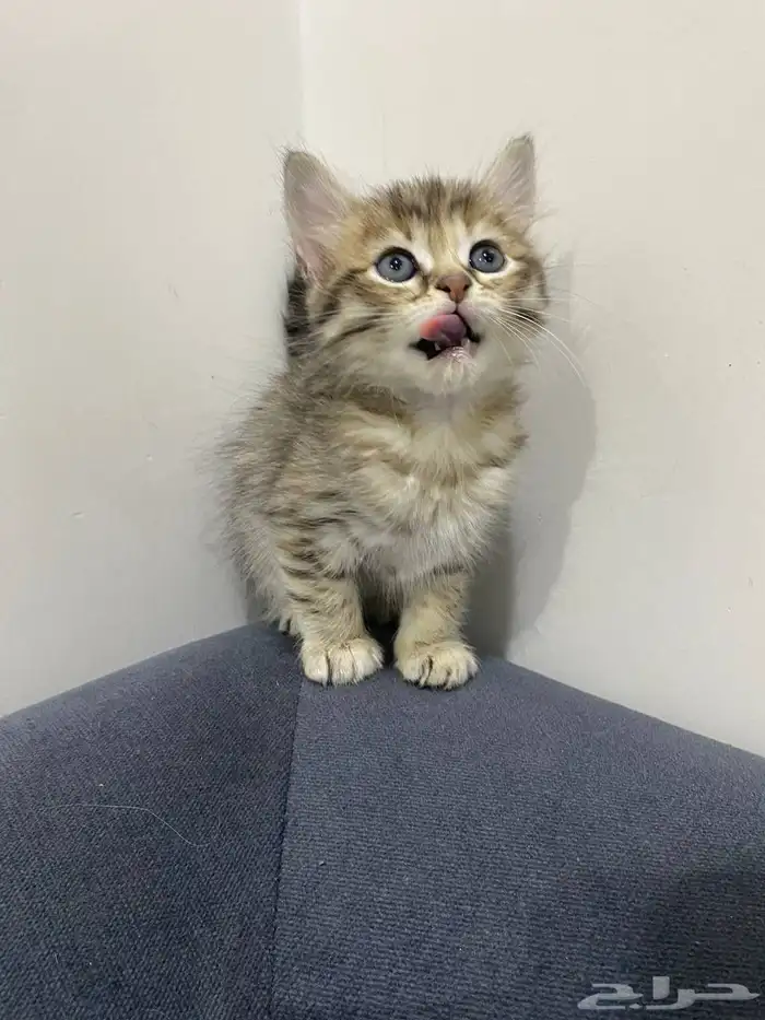 قطط للتبني 9