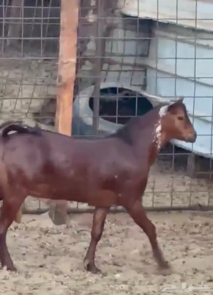 تيوس محائليه مشاريع فحول 4