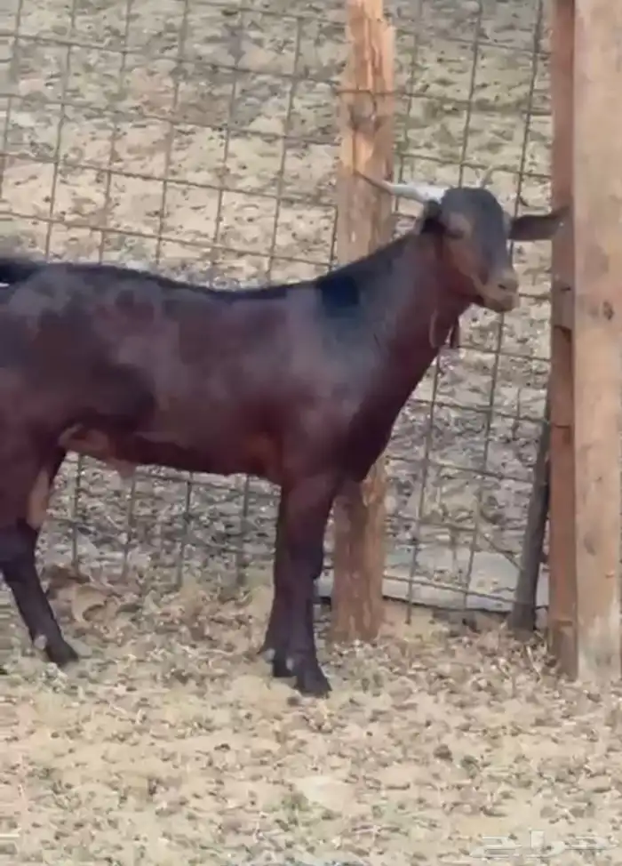 تيوس محائليه مشاريع فحول 1