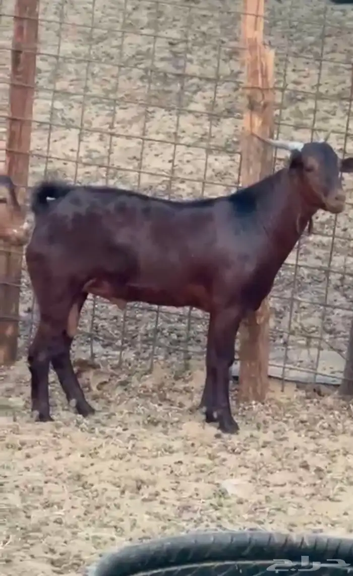 تيوس محائليه مشاريع فحول 0