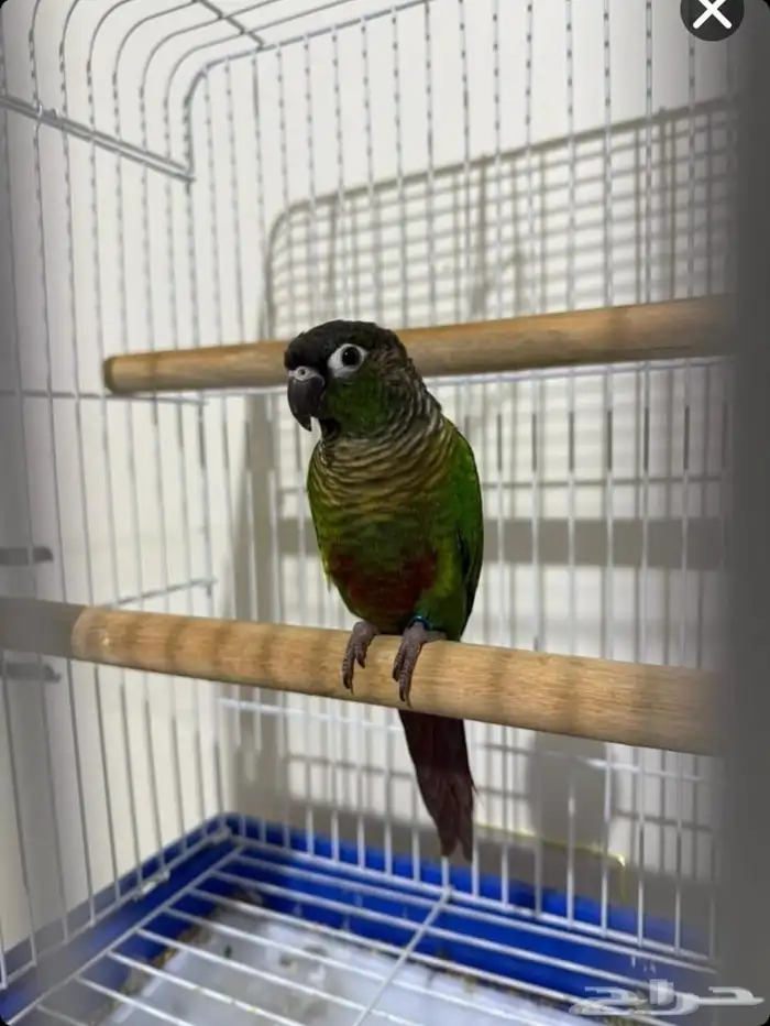 بيغاء كنيور 1