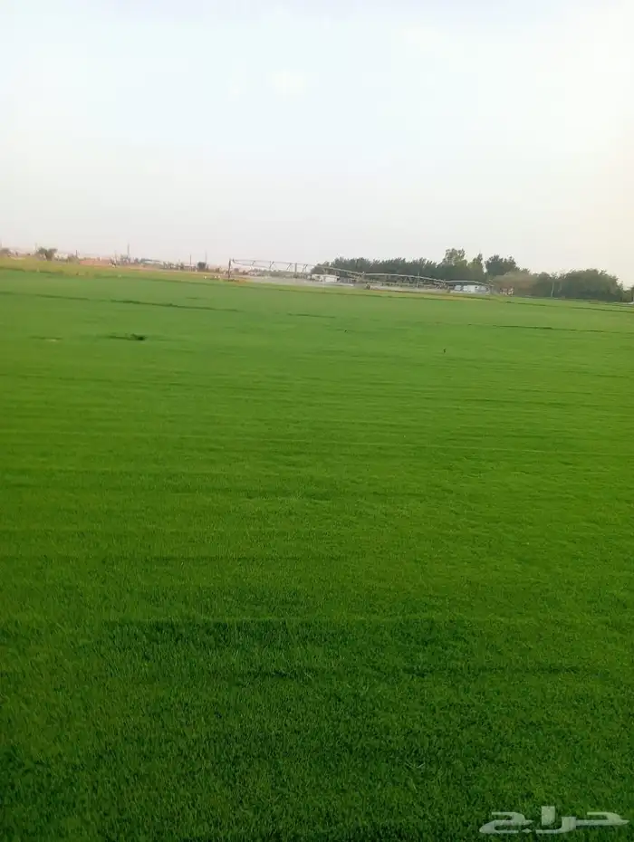 ثيل سي 2000صافي وطبيعي الموقع الخرج 6