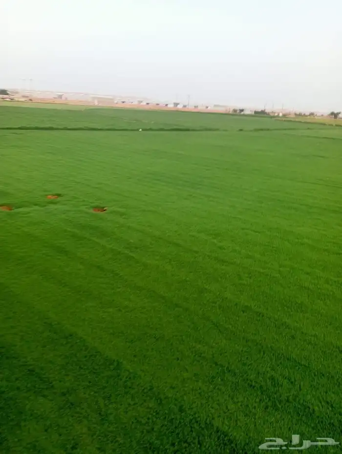 ثيل سي 2000صافي وطبيعي الموقع الخرج 7