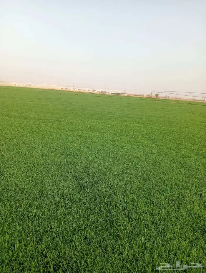 ثيل سي 2000صافي وطبيعي الموقع الخرج 4