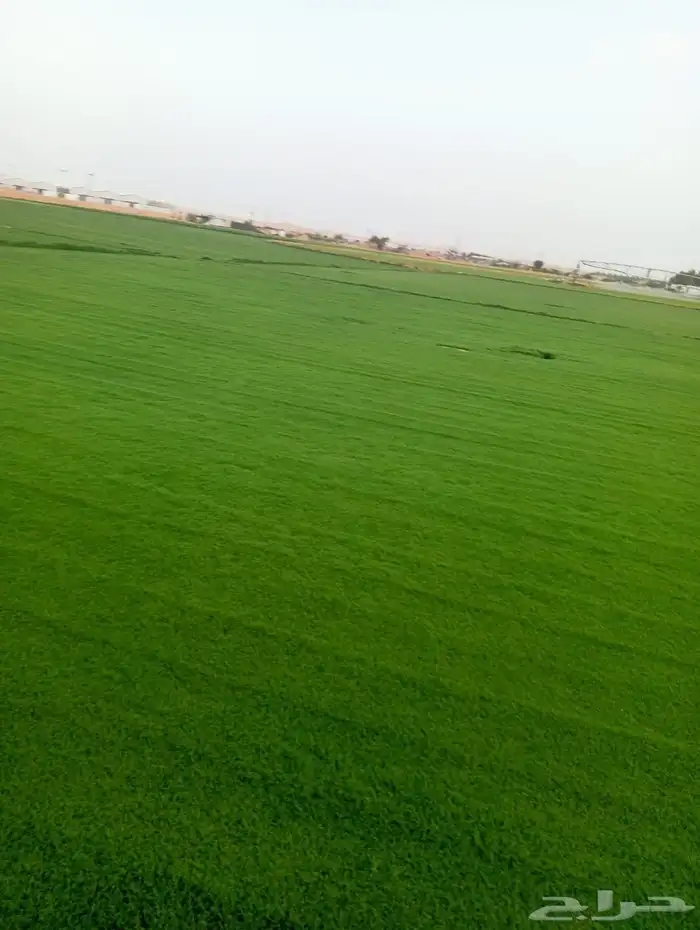 ثيل سي 2000صافي وطبيعي الموقع الخرج 5