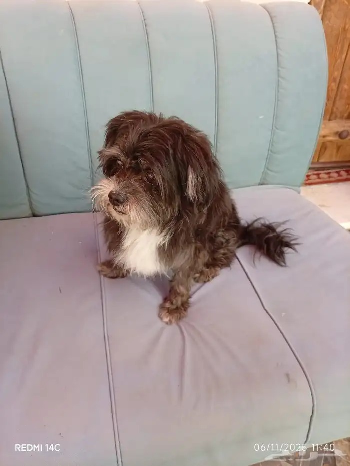 كلبي ضايع واتمنا الي يلقيه يتواصل السويدي 1