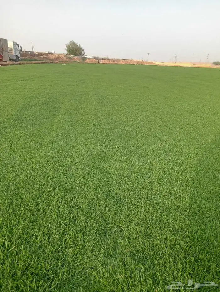 ثيل سي 2000صافي وطبيعي الموقع الخرج 0