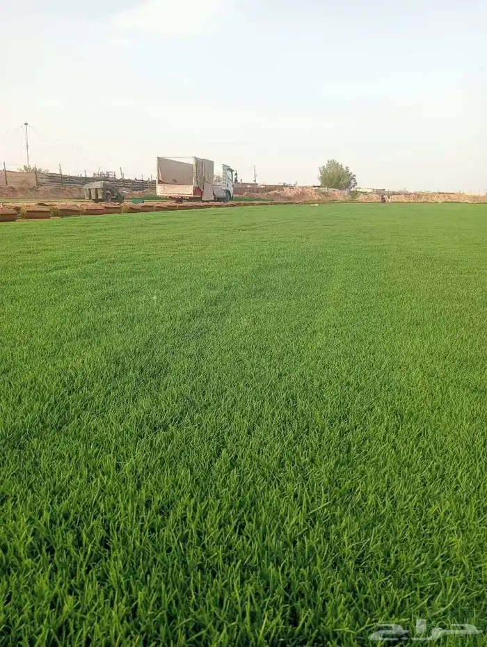 ثيل سي 2000صافي وطبيعي الموقع الخرج 2