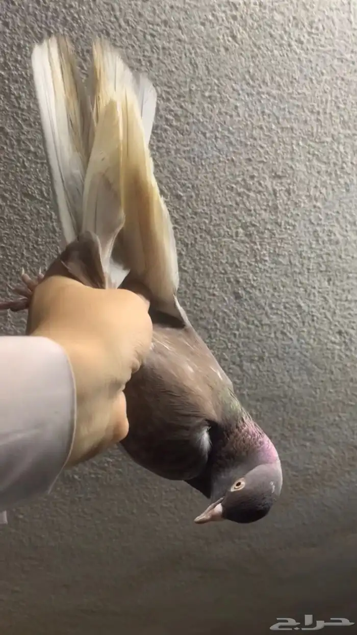 حمام قلابي حمر توب التوب 1